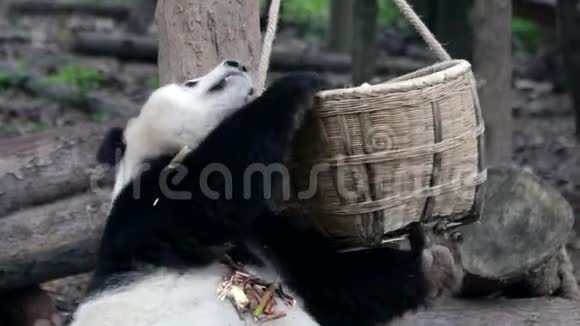 熊猫宝宝在中国的时候视频的预览图