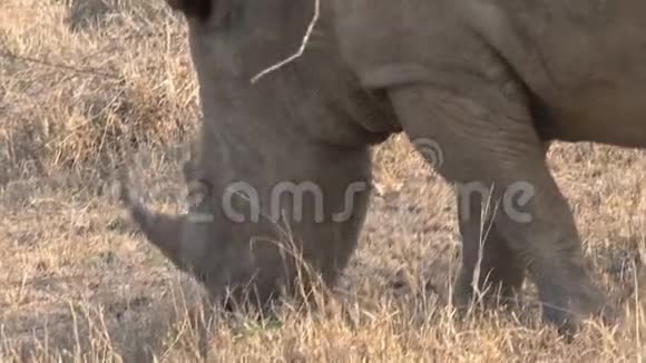 犀牛在草原上放牧视频的预览图