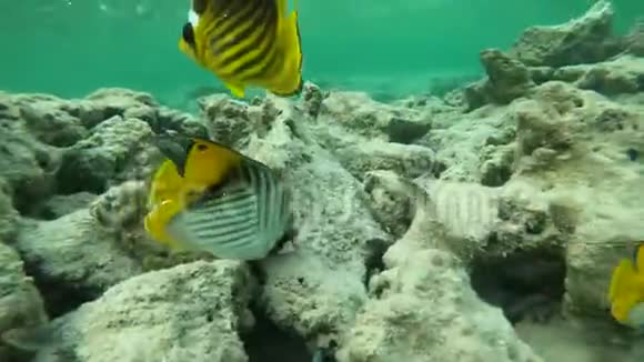带着五颜六色的鱼在红海中缓慢移动的水下镜头视频的预览图