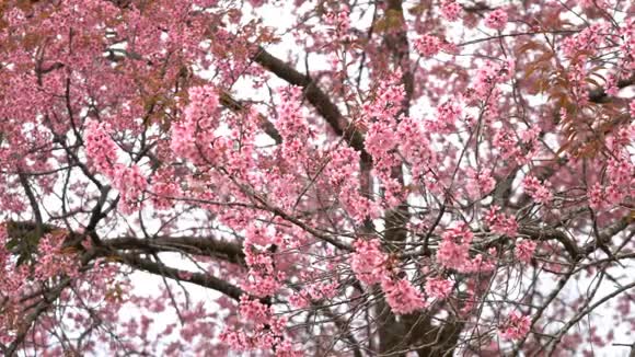 公园春暖花开樱花盛开视频的预览图