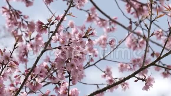 樱花树在春天视频的预览图