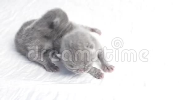 英国新出生的小猫白色背景视频的预览图