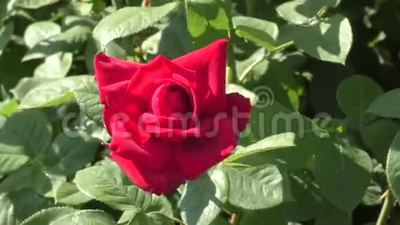 夏天的红玫瑰视频的预览图