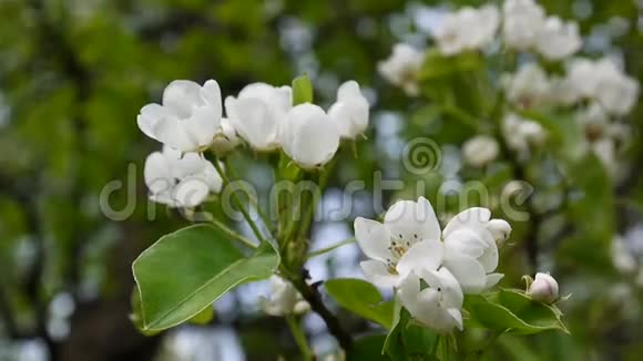 花园里春天的风上一棵棵美丽的苹果树开了花静态摄像机视频的预览图