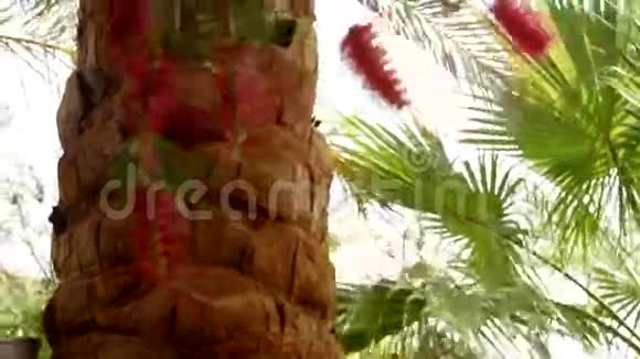 蓝天背景上的棕榈叶视频的预览图