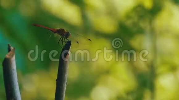 红色蜻蜓在树枝上视频的预览图