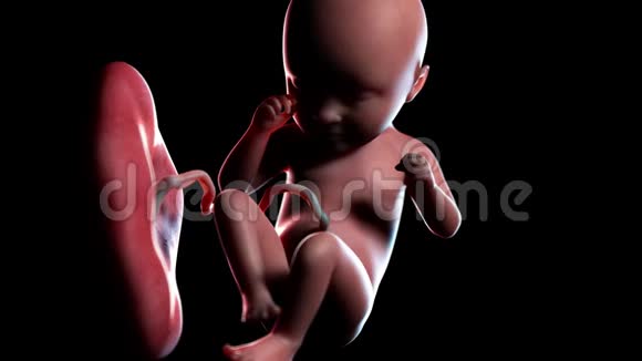 人类胎儿第35周视频的预览图
