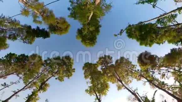 印度尼西亚雨林景观视频的预览图