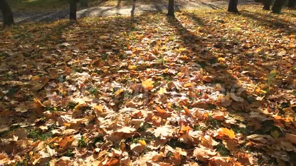 秋天的景象有黄叶和太阳视频的预览图