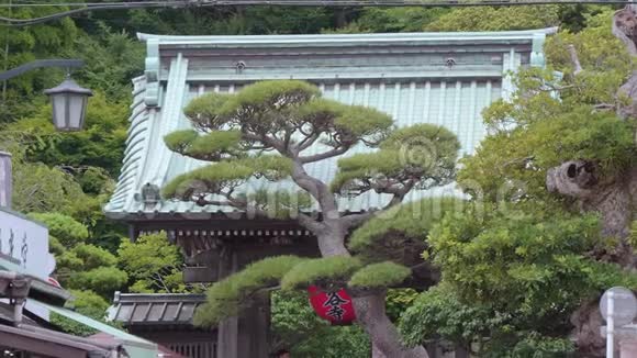 日本镰仓著名的长谷寺视频的预览图