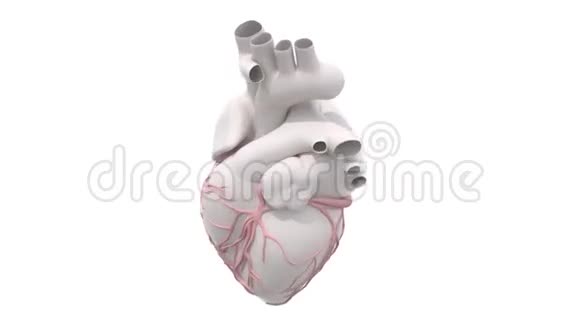 三维人体心脏器官旋转视频的预览图