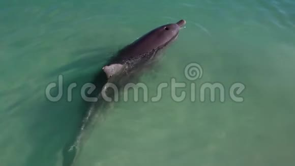 海洋和海豚慢动作视频的预览图