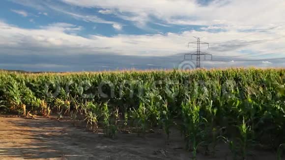 玉米地视频的预览图