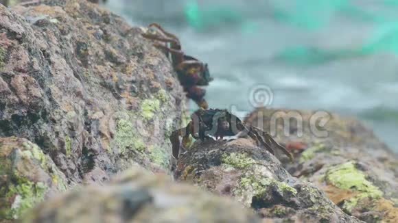 海滩岩石上的螃蟹和跳岩者视频的预览图