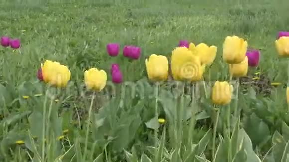 黄色郁金香在风中摆动视频的预览图