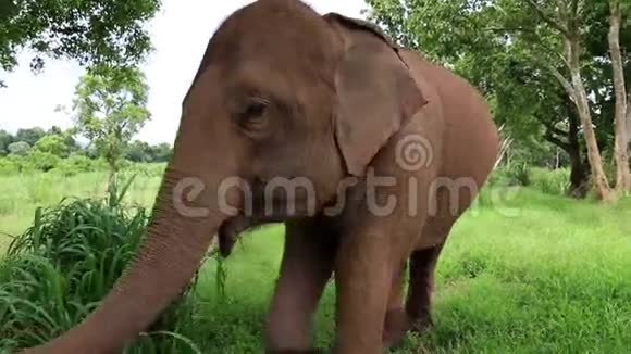 泰国的亚洲大象视频的预览图