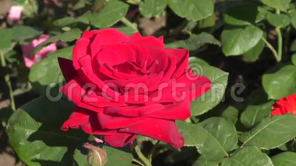 夏天的红玫瑰视频的预览图