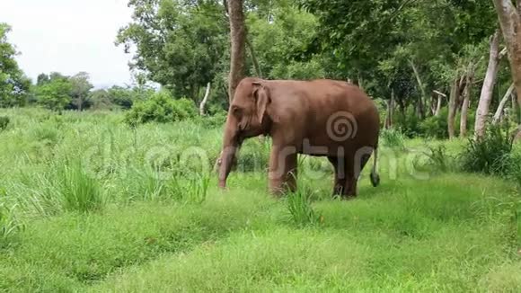 泰国的亚洲大象视频的预览图