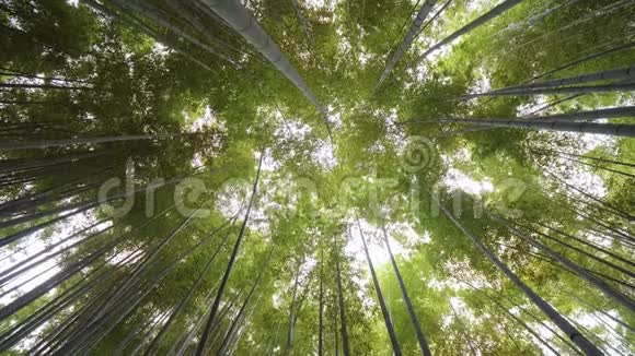 日本竹林一个绝佳的娱乐场所视频的预览图