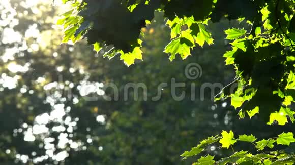 秋天的树枝视频的预览图