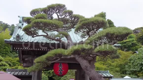 日本镰仓著名的长谷寺视频的预览图