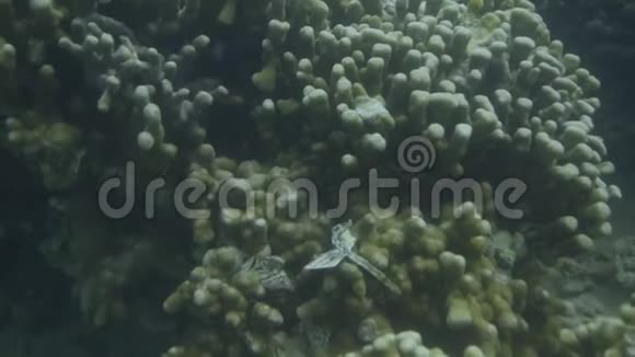 在水下研究珊瑚视频的预览图