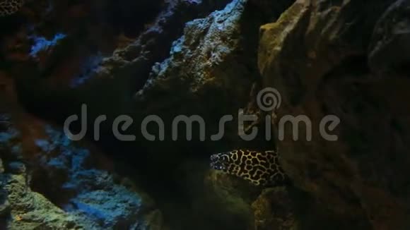 珊瑚和奇异的海鱼视频的预览图