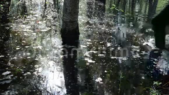 水沼泽树视频的预览图