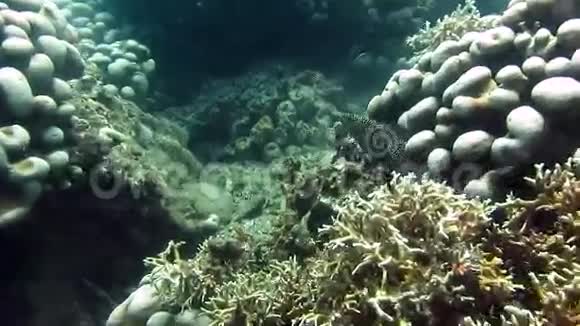 海鳗视频的预览图