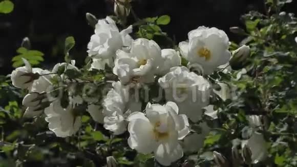 夏日花园里美丽的花朵视频的预览图