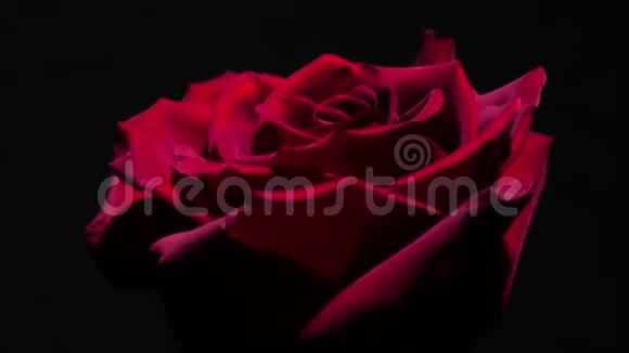 红玫瑰滴近距离视频的预览图
