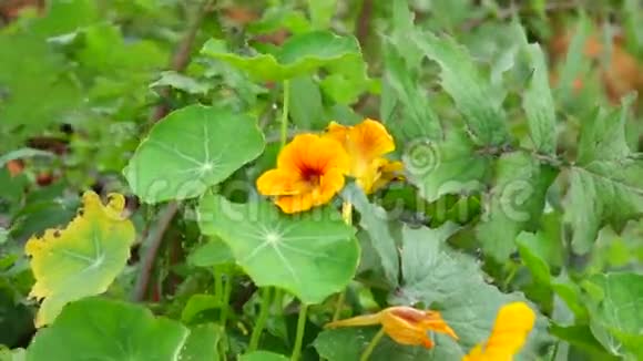 罗培科越南大拉特市唐杜贡区花园视频的预览图
