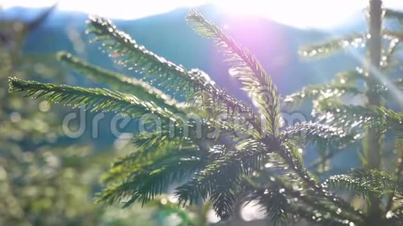枝阳光自然视频的预览图