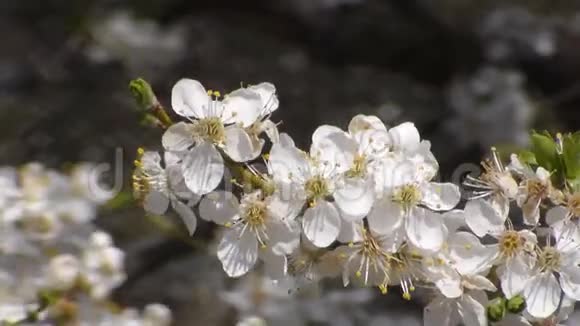 蜜蜂在白花花的苹果上采集花蜜果蝇蜜蜂视频的预览图