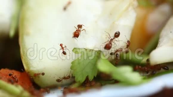 蔬菜苦瓜上的蚂蚁视频的预览图