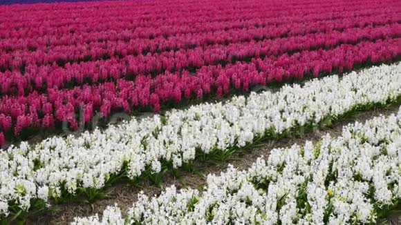 荷兰春天的花田视频的预览图