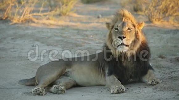 非洲雄狮视频的预览图