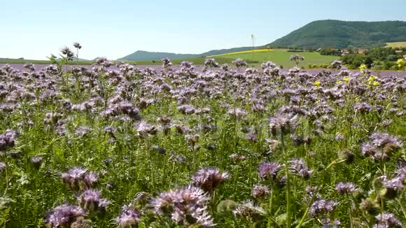 在炎热的夏天紫色的坦西田野在农村盛开的绿蓝紫色花朵视频的预览图