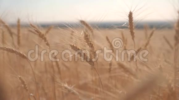 麦田日落生活方式景观慢动作视频农民智慧农业生态理念小麦视频的预览图