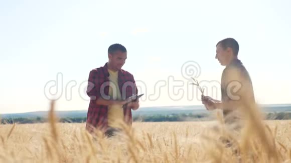 团队合作智能农业两个农民在麦田里工作农民探索正在研究数字平板小麦先生视频的预览图