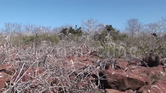 加拉帕戈斯群岛上的鸟视频的预览图