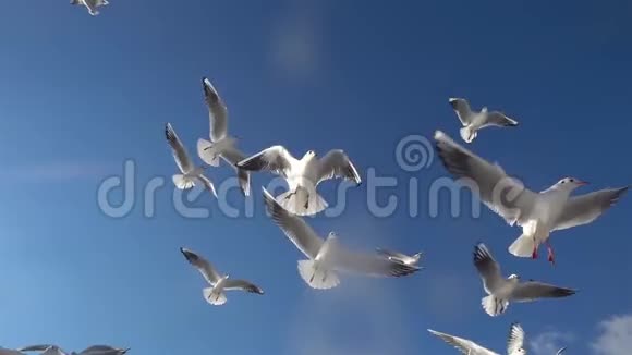 一群海鸥在蓝天上飞翔视频的预览图