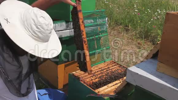 养蜂人正在检查蜂巢木架上的蜜蜂视频的预览图