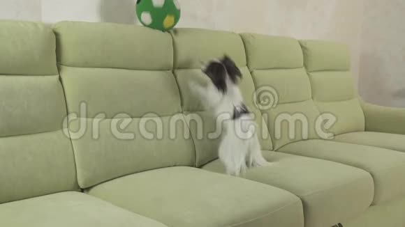 幼犬繁殖帕皮龙大陆玩具斯皮尔犬捕捉大球播放股票录像视频的预览图