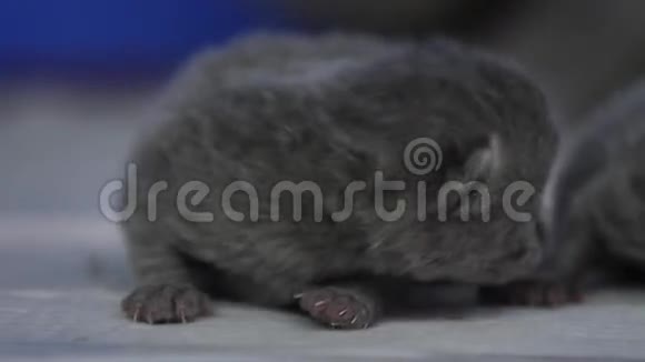 新出生的小猫一天大视频的预览图
