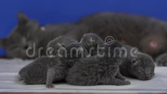 新出生的小猫一天大视频的预览图