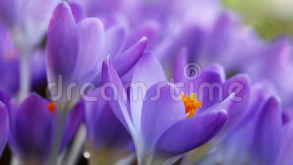 春天花园里的紫色番红花复活节背景视频的预览图