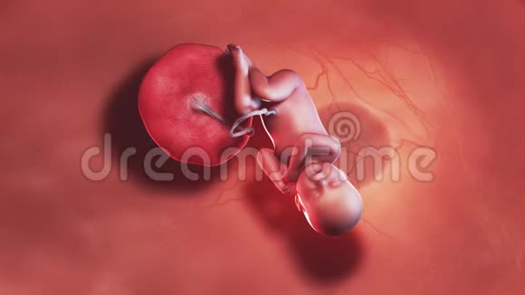 人类胎儿第40周视频的预览图