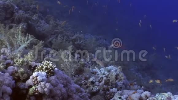 鱼水下红海视频的预览图