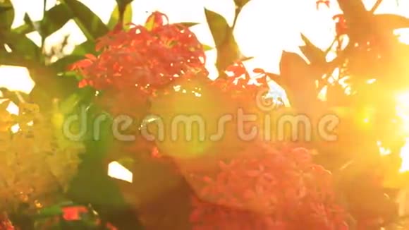 盛开的红色伊索拉花自然足迹与耀斑视频的预览图
